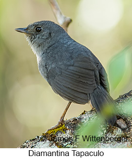 Diamantina Tapaculo - © James F Wittenberger and Exotic Birding LLC