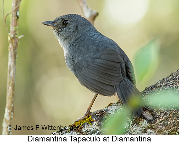 Diamantina Tapaculo - © James F Wittenberger and Exotic Birding LLC