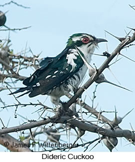 Dideric Cuckoo - © James F Wittenberger and Exotic Birding LLC