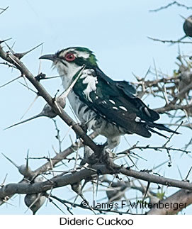 Dideric Cuckoo - © James F Wittenberger and Exotic Birding LLC