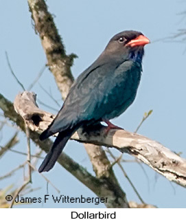 Dollarbird - © James F Wittenberger and Exotic Birding LLC