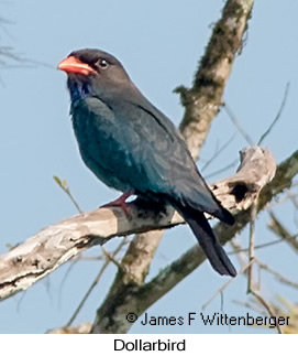 Dollarbird - © James F Wittenberger and Exotic Birding LLC