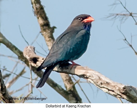 Dollarbird - © James F Wittenberger and Exotic Birding LLC