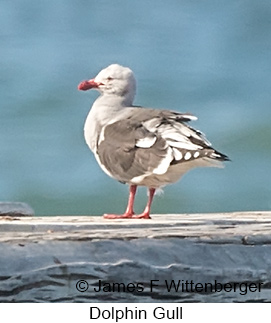 Dolphin Gull - © James F Wittenberger and Exotic Birding LLC