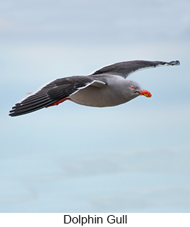 Dolphin Gull in Argentina