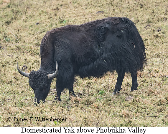 Domesticated Yak - © James F Wittenberger and Exotic Birding LLC Domesticated Yak - © James F Wittenberger and Exotic Birding LLC
