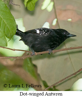 Dot-winged Antwren - © Laura L Fellows and Exotic Birding LLC