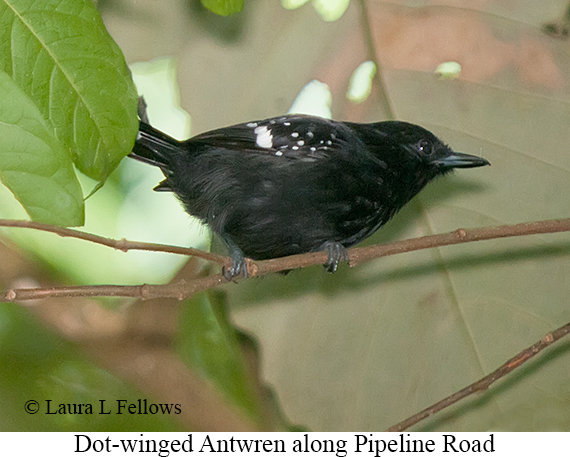 Dot-winged Antwren - © Laura L Fellows and Exotic Birding LLC Dot-winged Antwren - © Laura L Fellows and Exotic Birding LLC