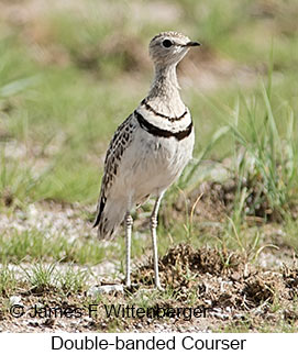 Double-banded Courser - © James F Wittenberger and Exotic Birding LLC