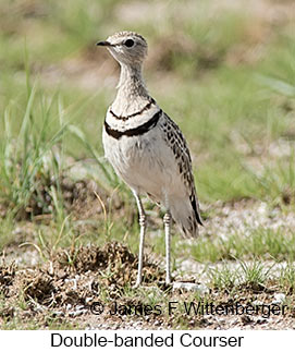Double-banded Courser - © James F Wittenberger and Exotic Birding LLC Double-banded Courser - © James F Wittenberger and Exotic Birding LLC