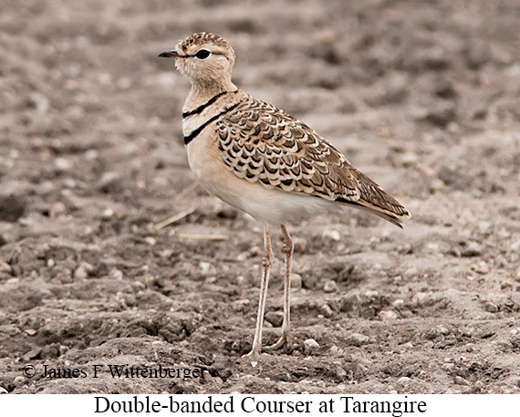 Double-banded Courser - © James F Wittenberger and Exotic Birding LLC