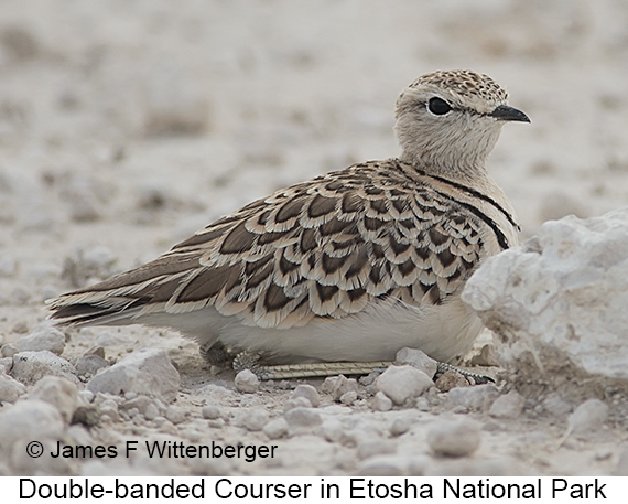 Double-banded Courser - © James F Wittenberger and Exotic Birding LLC