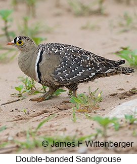 Double-banded Sandgrouse - © James F Wittenberger and Exotic Birding LLC Double-banded Sandgrouse - © James F Wittenberger and Exotic Birding LLC