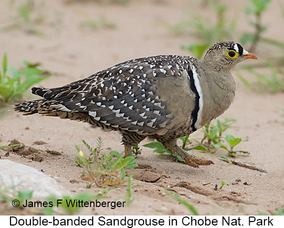 Double-banded Sandgrouse - © James F Wittenberger and Exotic Birding LLC