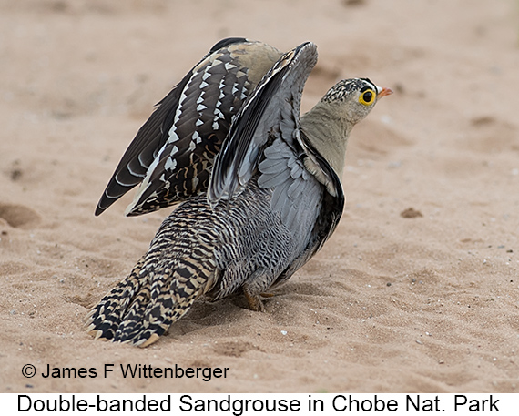 Double-banded Sandgrouse - © James F Wittenberger and Exotic Birding LLC