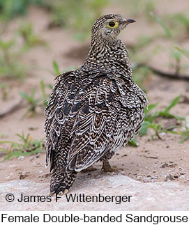 Double-banded Sandgrouse - © James F Wittenberger and Exotic Birding LLC
