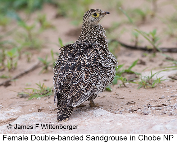 Double-banded Sandgrouse - © James F Wittenberger and Exotic Birding LLC