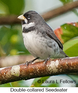 Double-collared Seedeater - © Laura L Fellows and Exotic Birding LLC