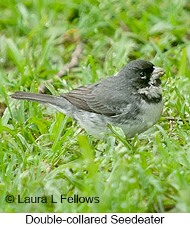 Double-collared Seedeater - © Laura L Fellows and Exotic Birding LLC