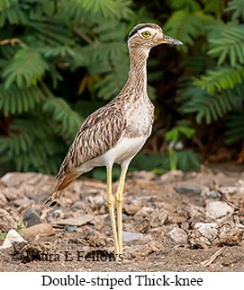 Double-striped Thick-knee - © Laura L Fellows and Exotic Birding LLC
