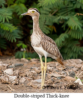 Double-striped Thick-knee - © Laura L Fellows and Exotic Birding Tours Double-striped Thick-knee - © Laura L Fellows and Exotic Birding Tours