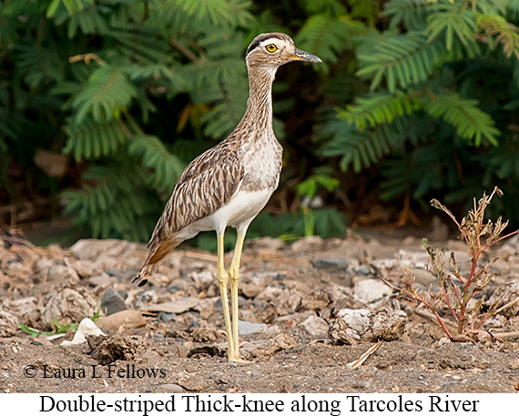 Double-striped Thick-knee - © Laura L Fellows and Exotic Birding LLC