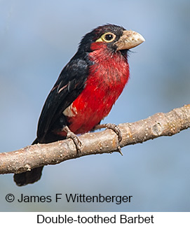 Double-toothed Barbet - © James F Wittenberger and Exotic Birding LLC Double-toothed Barbet - © James F Wittenberger and Exotic Birding LLC