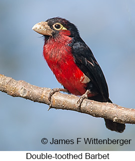 Double-toothed Barbet - © James F Wittenberger and Exotic Birding LLC
