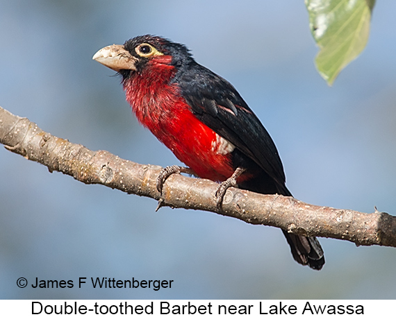Double-toothed Barbet - © James F Wittenberger and Exotic Birding LLC Double-toothed Barbet - © James F Wittenberger and Exotic Birding LLC