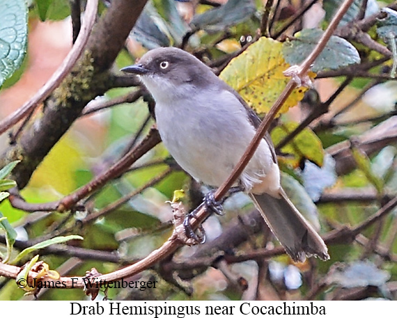 Drab Hemispingus - &copy; James F Wittenberger and Exotic Birding LLC