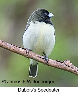 Dubois's Seedeater - © James F Wittenberger and Exotic Birding LLC