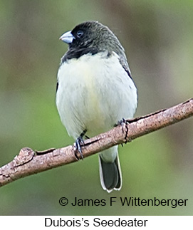 Dubois's Seedeater - © James F Wittenberger and Exotic Birding LLC Dubois's Seedeater - © James F Wittenberger and Exotic Birding LLC