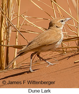 Dune Lark - © James F Wittenberger and Exotic Birding LLC Dune Lark - © James F Wittenberger and Exotic Birding LLC