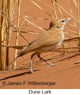 Dune Lark - © James F Wittenberger and Exotic Birding LLC