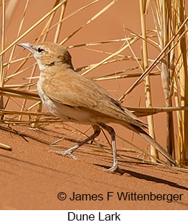 Dune Lark - © James F Wittenberger and Exotic Birding LLC