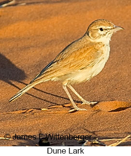 Dune Lark - © James F Wittenberger and Exotic Birding LLC