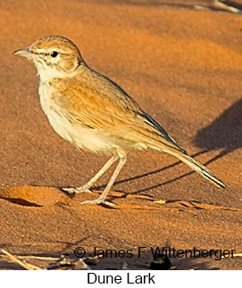 Dune Lark - © James F Wittenberger and Exotic Birding LLC