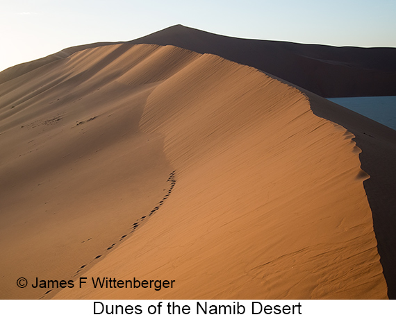 Dunes - © The Photographer and Exotic Birding LLC