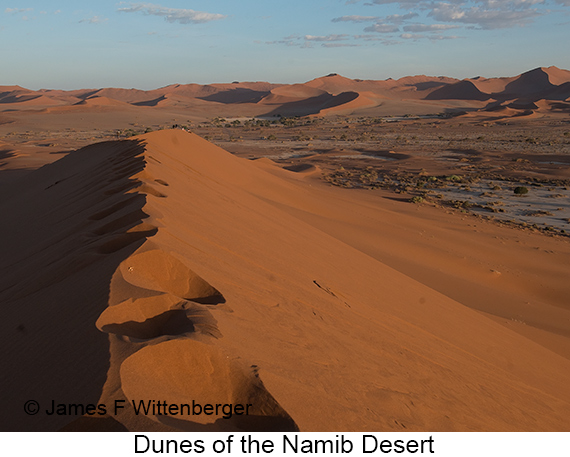 Dunes - © James F Wittenberger and Exotic Birding LLC
