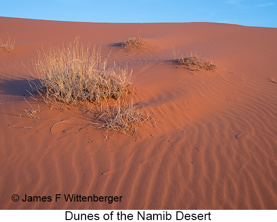 Dunes - © James F Wittenberger and Exotic Birding LLC Dunes - © James F Wittenberger and Exotic Birding LLC