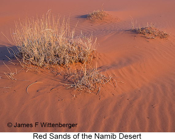Dunes - © Laura L Fellows and Exotic Birding Tours Dunes - © Laura L Fellows and Exotic Birding Tours