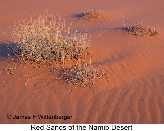 Dunes - © Laura L Fellows and Exotic Birding Tours