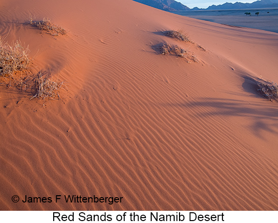 Dunes - © James F Wittenberger and Exotic Birding LLC