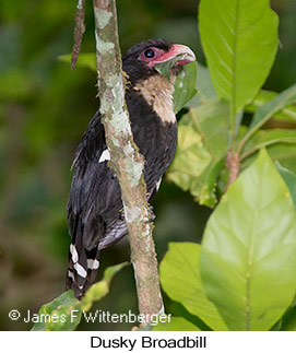 Dusky Broadbill - © James F Wittenberger and Exotic Birding LLC