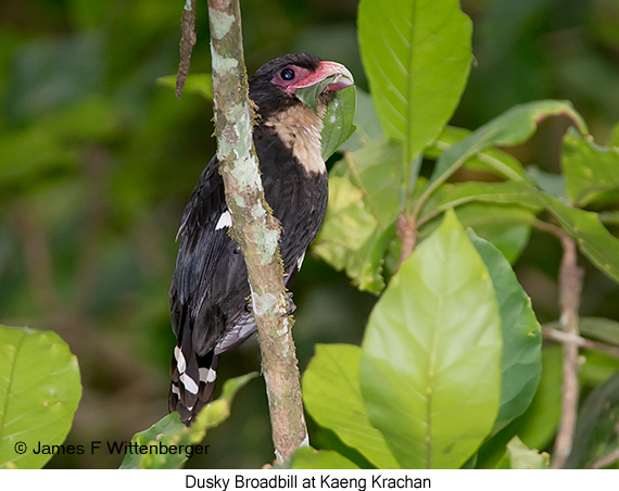 Dusky Broadbill - © James F Wittenberger and Exotic Birding LLC