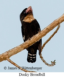 Dusky Broadbill - © James F Wittenberger and Exotic Birding LLC Dusky Broadbill - © James F Wittenberger and Exotic Birding LLC