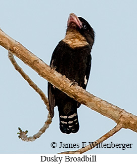 Dusky Broadbill - © James F Wittenberger and Exotic Birding LLC