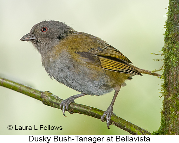 Dusky Chlorospingus - © James F Wittenberger and Exotic Birding LLC