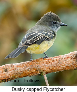 Dusky-capped Flycatcher - © Laura L Fellows and Exotic Birding LLC