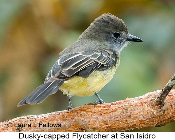 Dusky-capped Flycatcher - © Laura L Fellows and Exotic Birding LLC Dusky-capped Flycatcher - © Laura L Fellows and Exotic Birding LLC